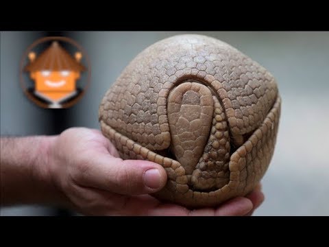 What's Up with the Armadillos | Mini Documentary