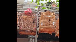 xòe cứng ghép ss