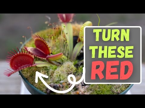 How To Make Venus Flytraps Turn Red Indoors & Outdoors (Update 2024)