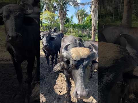 Aventura no povoado Manoel Bravo, Cajapió Maranhão conhecendo a natureza e os animais da região