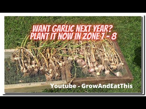 Garlic Planting time in the south October 2022