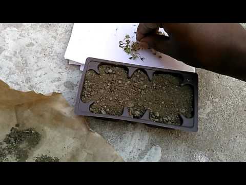 Stevia Seed Planting Organic Soil