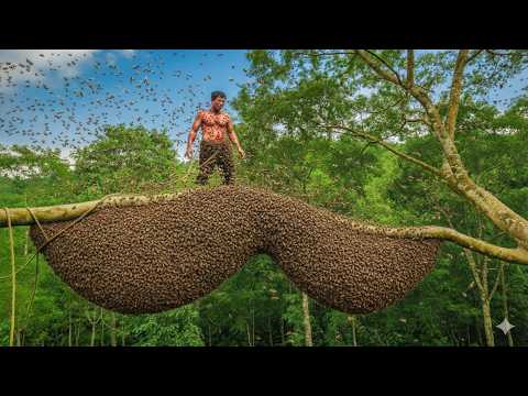 Extreme Wild Honey Harvesting with Giant Bees