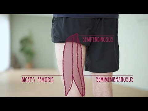 Dehnungen für Vielsitzer – Teil I: Hintere Oberschenkel dehnen