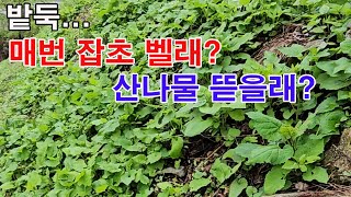 밭둑... 매번 잡초 벨래? 산나물 뜯을래? (텃밭 농사, 밭둑 이용하기, 텃밭 산나물 재배, 산나물파종, …