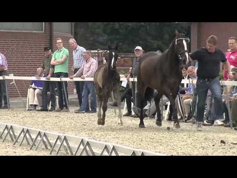 Hf v Fuerstenhof x Wolkentanz
