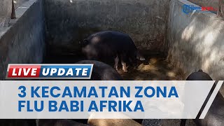 3 Kecamatan di Sigi Termasuk Zona Merah Flu Babi Afrika, Kasus Babi Mati hingga Ratusan Ekor