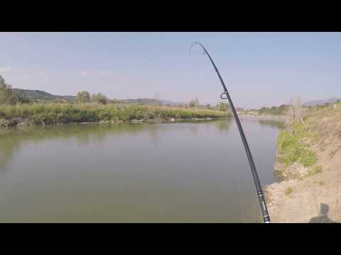 Spinning for chub(wels catfish strike)