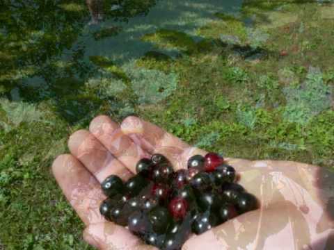 Bojan Bajramovic - Tresnja