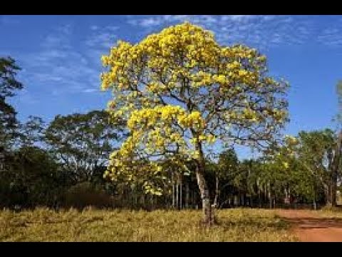 Sertão Alagoano - Olho d'Água das Flores