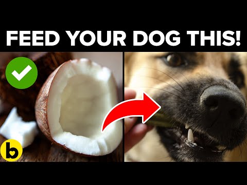 YouTube video about: Can dogs eat helicopter seeds?