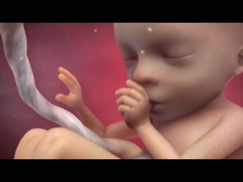 Inside Pregnancy: Weeks 15 - 20 | BabyCenter