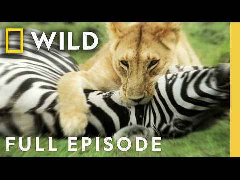 Lions: Birth of a Predator (Full Episode) | Built for the Kill | Nat Geo Animals