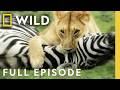 Lions Birth Of A Predator Full Episode Built For The Kill Nat Geo Animals
