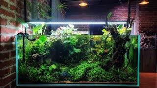 Natural Aquascape Usia 9 bulan subur banged,Tanaman sampai keluar Aquarium
