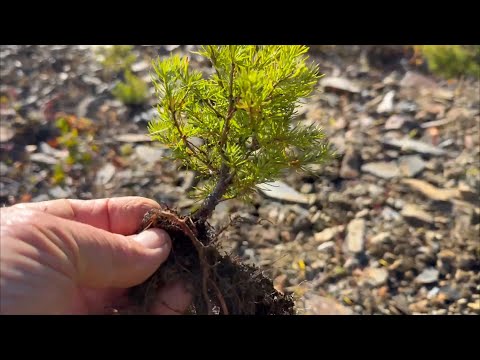 fall yamadori the search  for little trees in the shale pit