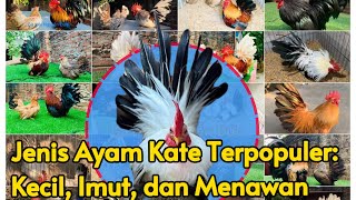 Download lagu Get to Know the Types of Kate Chickens: The Adorable Little Ones mp3