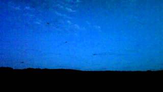 Muttonbirds at The Pinnacles