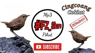 Download lagu Mp3 Pikat Jongkangan / Cingcoang Coklat mp3 Download lagu Mp3 Pikat Jongkangan / Cingcoang Coklat mp3