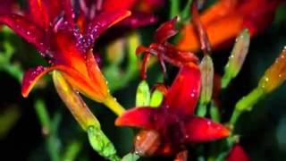 Lipcowych kwiatów świat. - muz. (Simply) The Best (Jimmy Barnes)