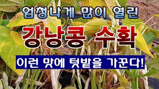 [텃밭농부 1,552]  엄청나게 열린 강낭콩 수확. 이런 맛에 텃밭을 가꾼다! #강낭콩재배