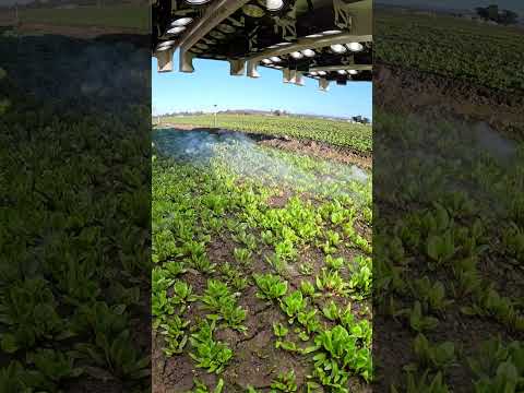 LaserWeeder G2 in Chard