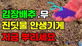 김장배추, 무 꼭 이것 뿌려주면 진딧물, 벼룩잎벌레 안생겨요. 지금 꼭 뿌려주세요.
