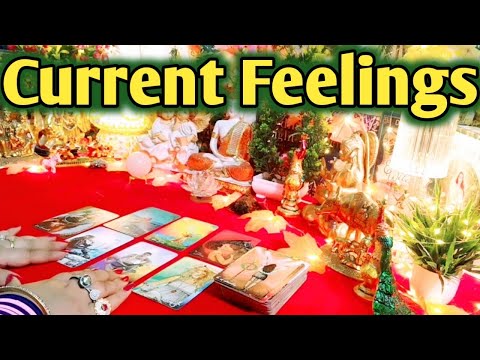 Current Feelings 💚 Messages From Your Person 💬😘 All Signs Collective Timeless Tarot 🌈