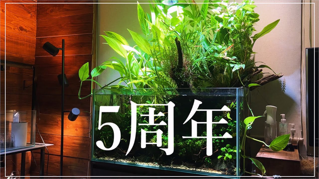 アクアリウムを始めて早５年