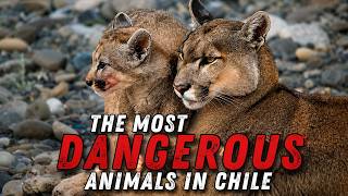 The most Dangerous Animals in Chile and why Chile is safer than North America