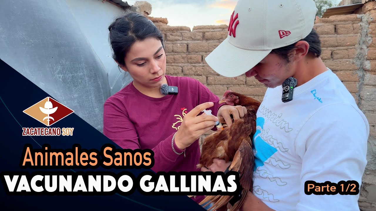 YA ESTÁN PONIENDO LAS GALLINAS ahora más que nunca tienen que estar sanas