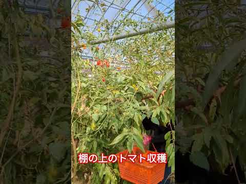 果樹の麓にある野菜 チャイブ サラダ アーティチョーク ガーデン