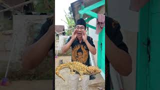 Download lagu Tokay gecko sound vs house lizard sound mp3 Download lagu Tokay gecko sound vs house lizard sound mp3