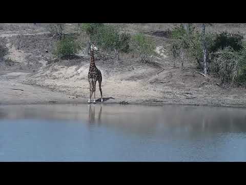 Djuma: Giraffe - 14:55 - 11/03/21
