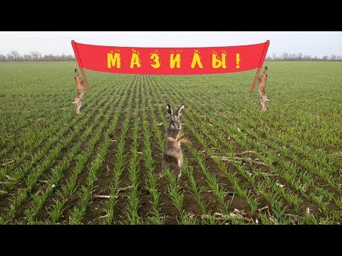 Охота на зайца. Промахи и ошибки