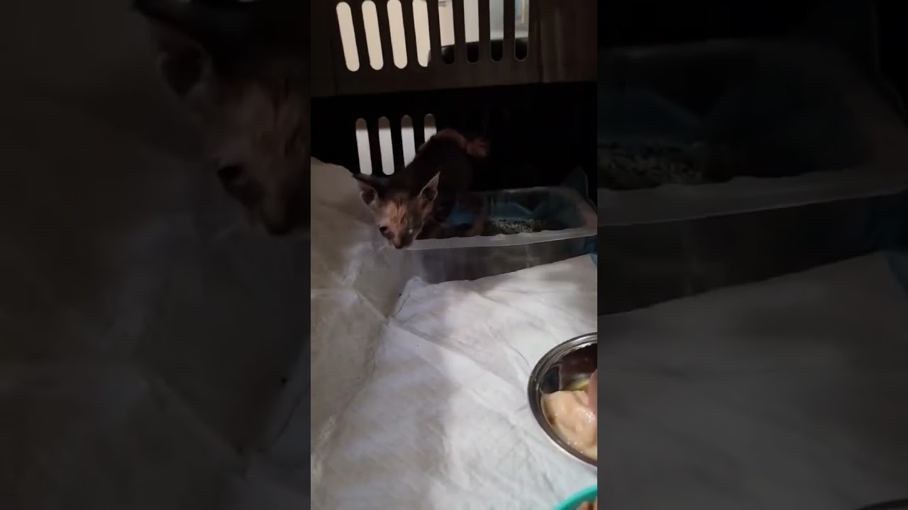 Cristina video