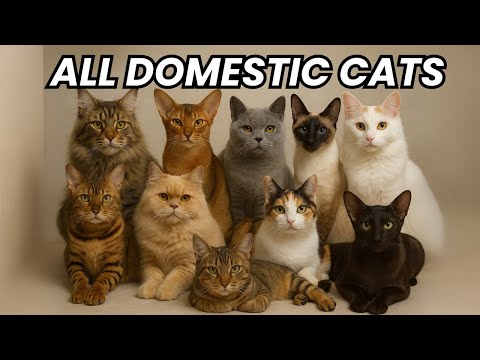 Ultimate Guide to 75+ Cat Breeds - Find the Perfect Cat for You!