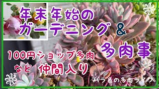 【多肉植物】【ガーデニング】年末年始のガーデニング&多肉事　100円ショップ多肉など仲間入り(^^)