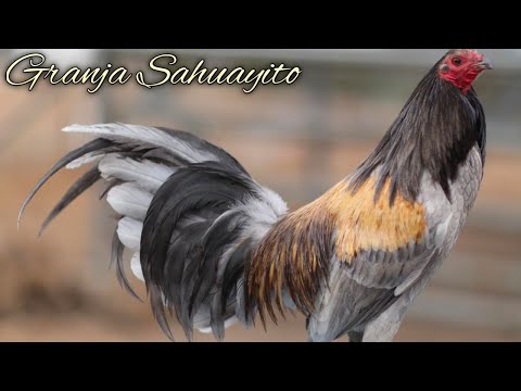 Leiper Mugs - GRANJA S4HUAYITO