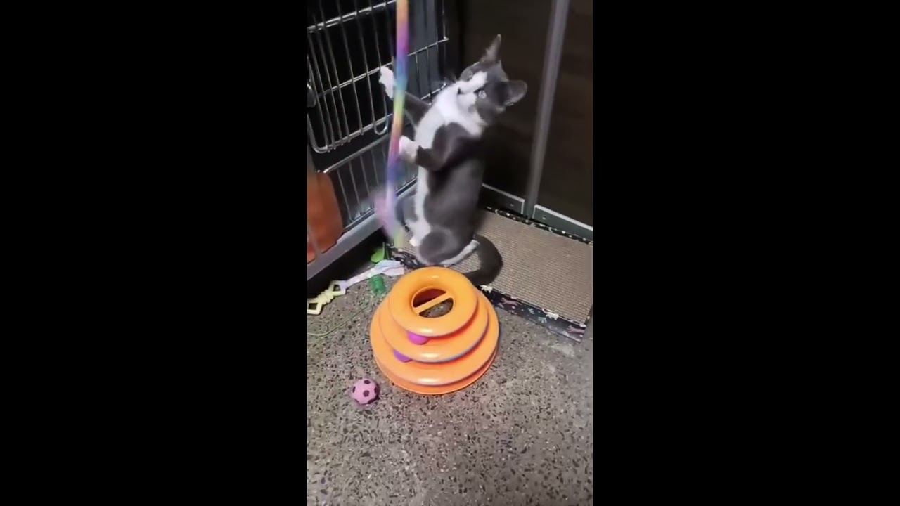 Enlarge Bento (bonded with Bunny), a Adoptable mixed breed in Toronto, ON video 5/6