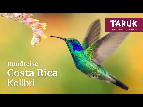 Costa Rica-Rundreise: Kolibri – Dschungel intensiv, Vulkane & naturnahe Übernachtungen | Filmbuch