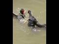 Common Moorhen Sound Common Moorhen Bird Common Moorhen Bird Hunting Call Common Moorhen Baby