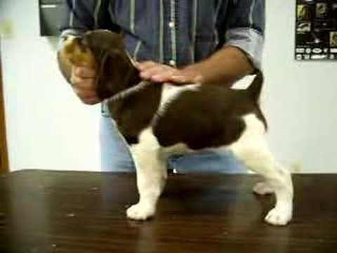 Kate x Shadow Tri Colored Female #1 at 7 weeks