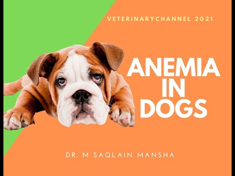 Veterinary Internal Medicine: Causes, Clinical Signs, Diagnosis, And  Treatment Of Anemia In Dogs