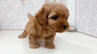 ハーフ犬の動画01