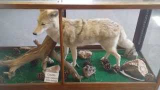 preview picture of video '1881 Custer County Courthouse Museum, Custer South Dakota'