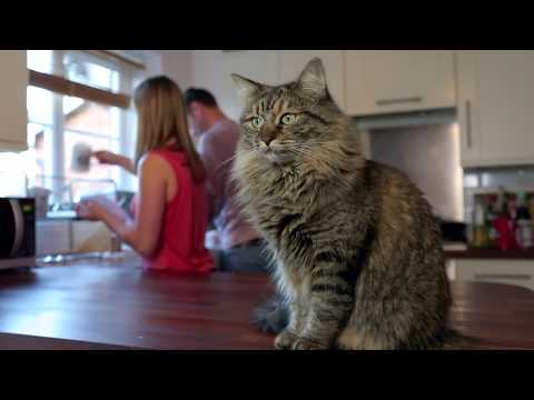 How To Help When Your Cat is Not Eating - YouTube
