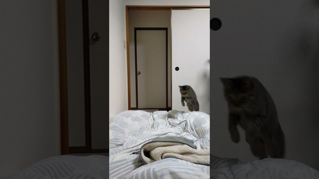 ジャンプする猫#cat #ねこ #きじとら猫 #かわいい