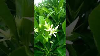 Rain Drops On Leaves😍😍#raindrops #relaxing