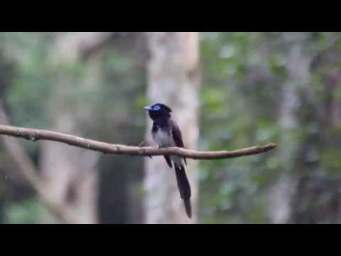 download lagu mp3 mp4 Japanese Paradise Flycatcher, download lagu Japanese Paradise Flycatcher gratis, unduh video klip Japanese Paradise Flycatcher